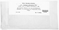 Lachnum echinulatum image